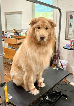 dog pic 1
