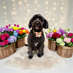 dog pic 3