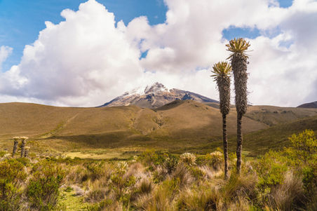 Hiking and Trekking in Los Nevados National Park Colombia