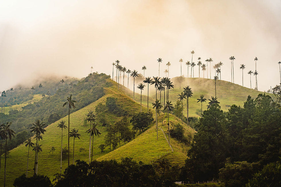 Valle de Cocora Loop