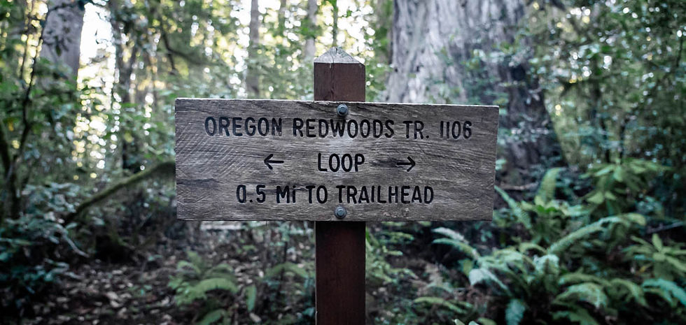 Oregon Redwoods Trail Secret Hike Coast Redwood