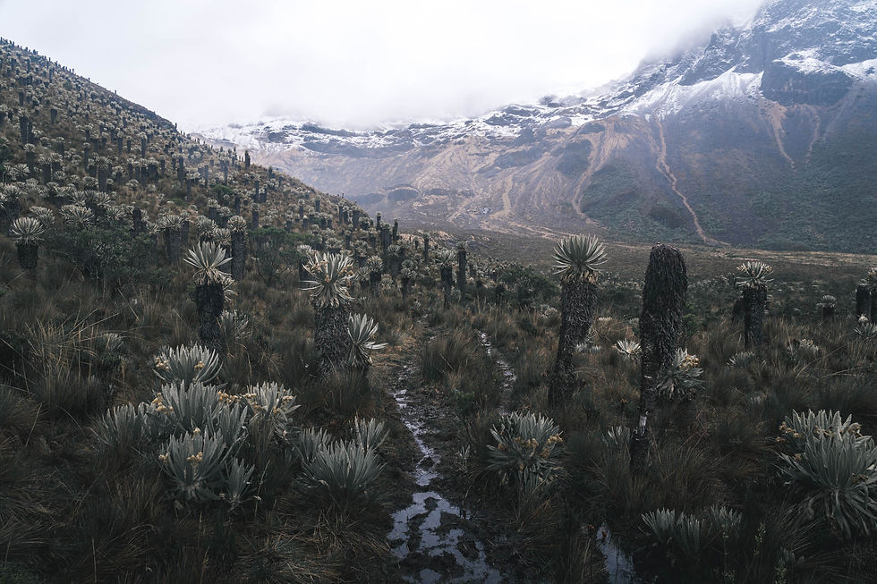 Los Nevados National Park Colombia