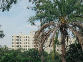 Turahalli Forest