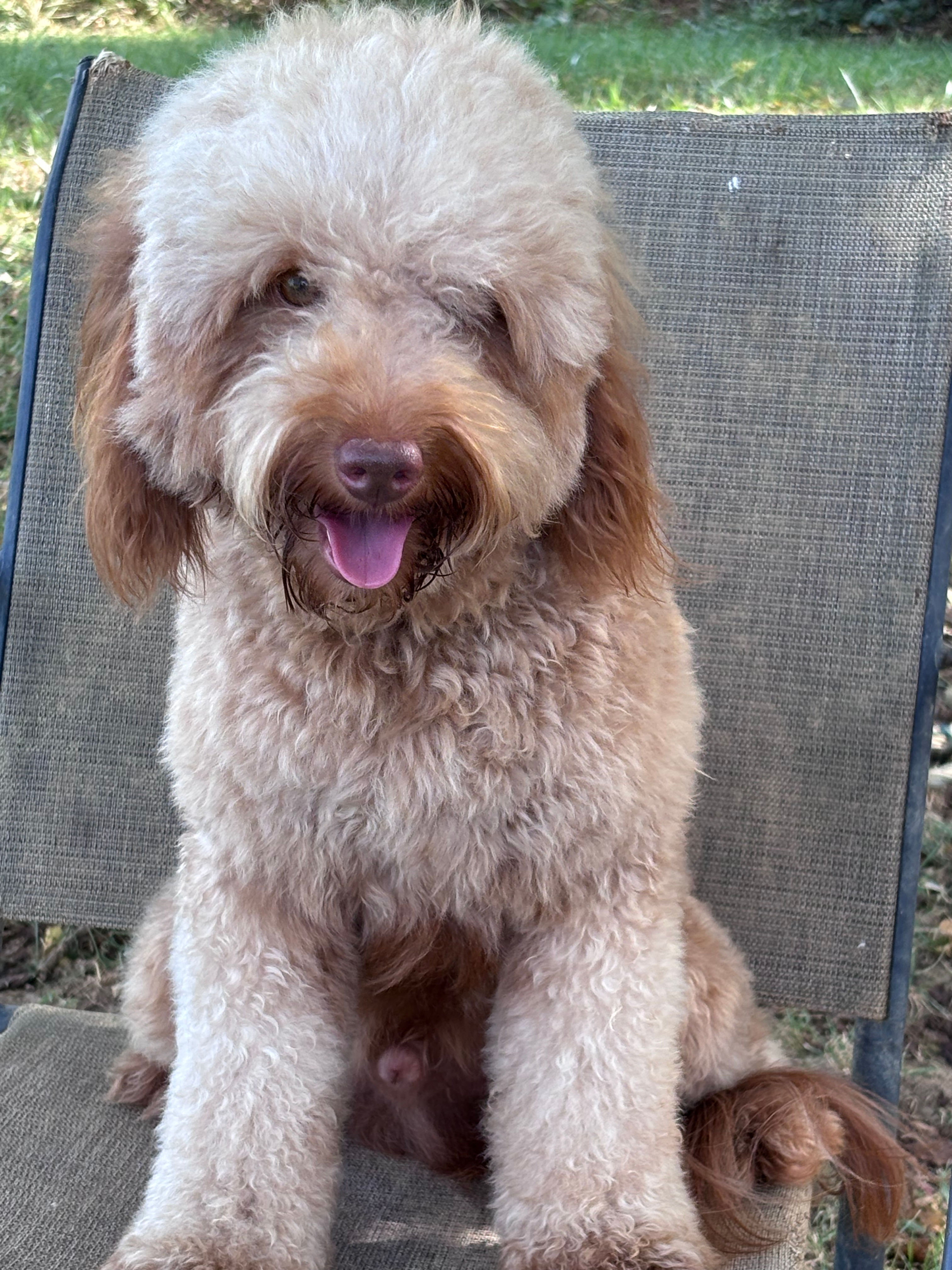 Rigley Petite Goldendoodle
