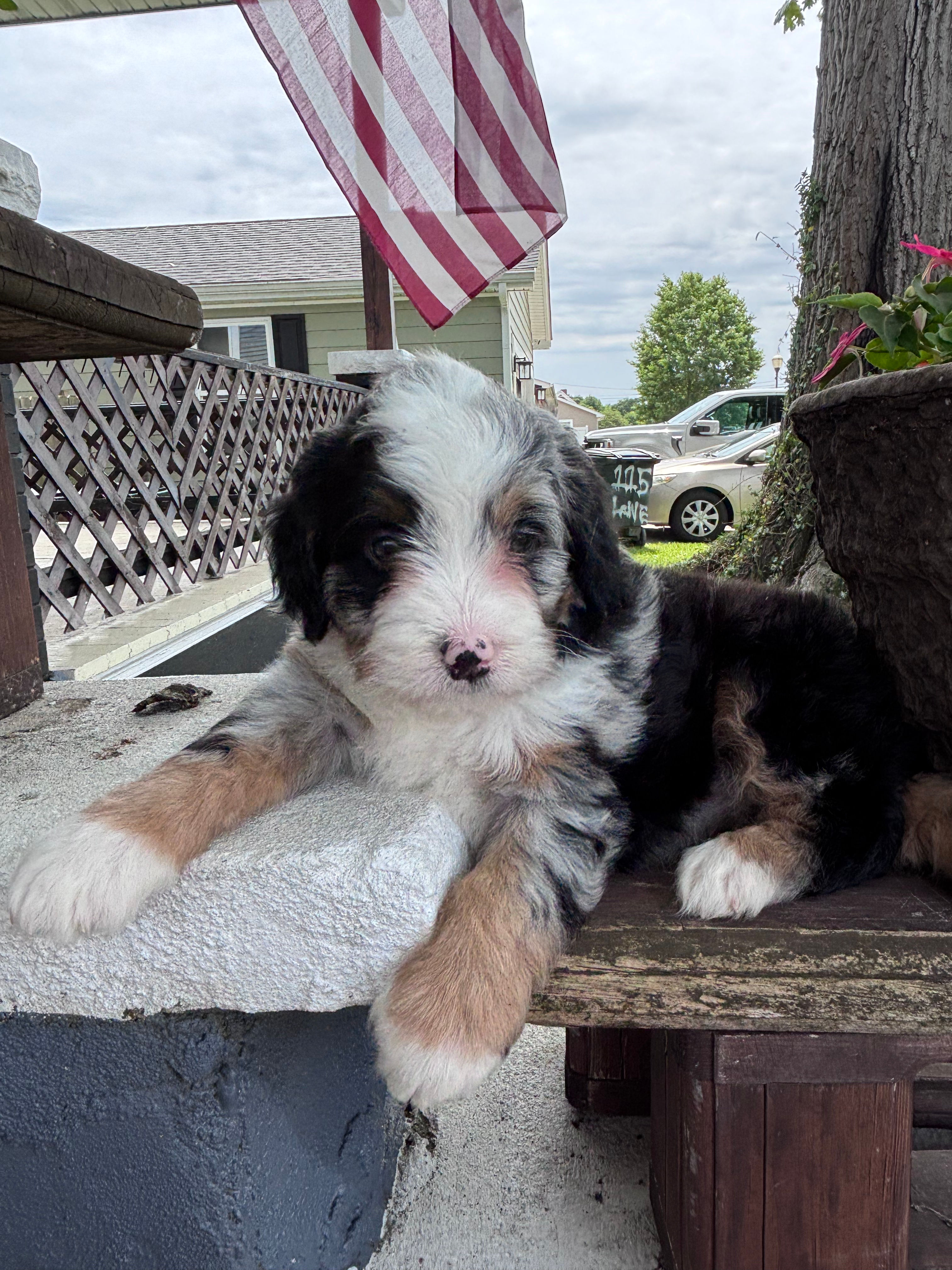 Petunia female (reserved)