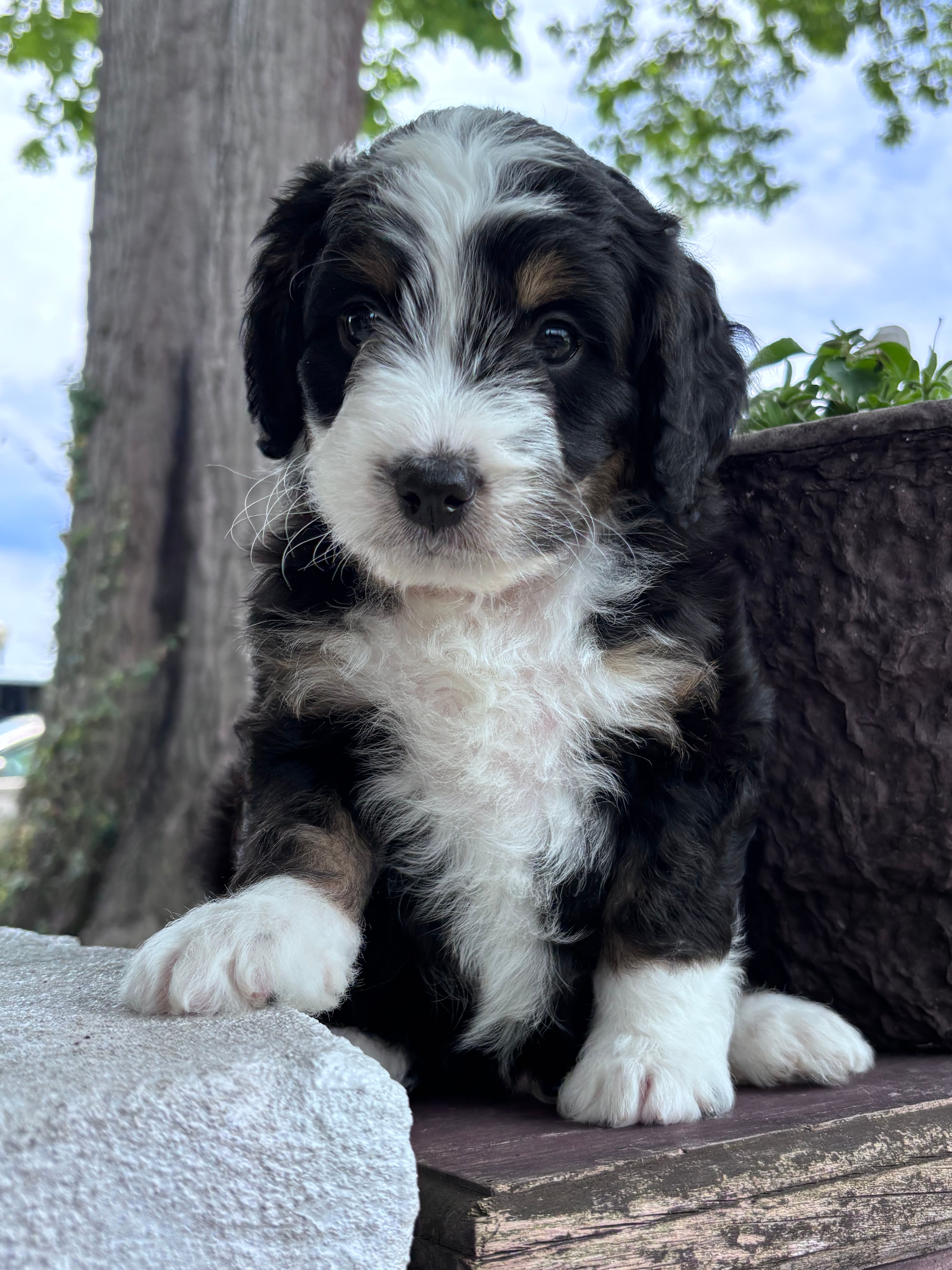 Cedar (male) Reserved
