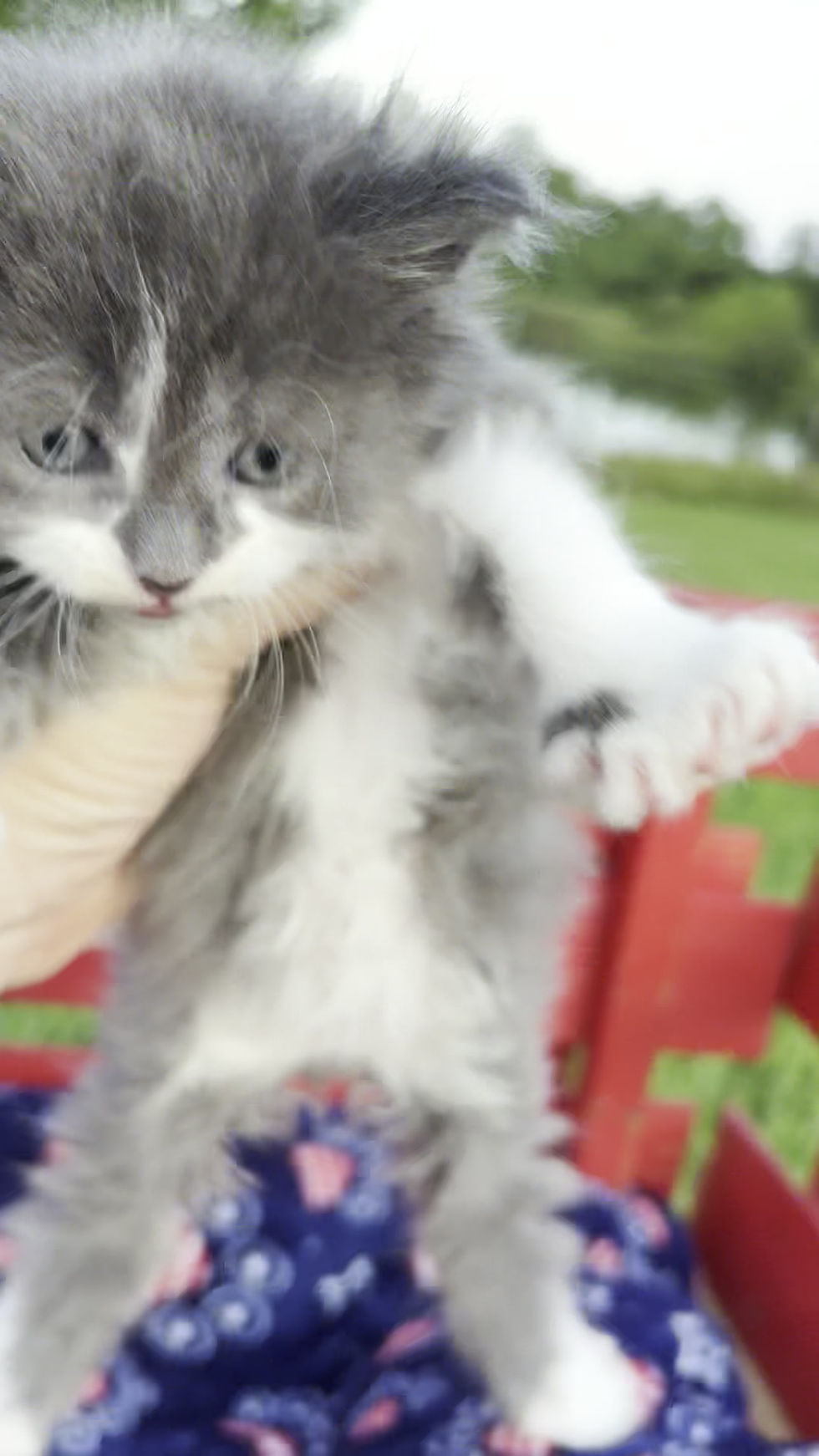 Thumbnail: Dr Suess kitten Litter