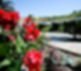 red_flowers.jpg