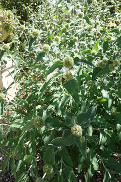The Scents of Provence