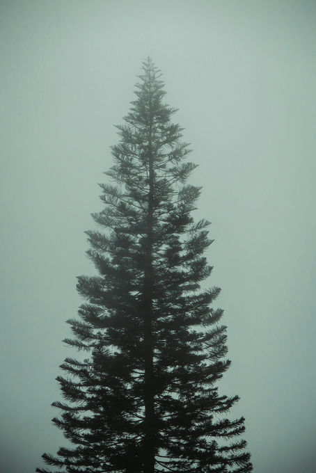 An Agent's Guide to Black Spruce