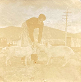 man with pigs.jpg
