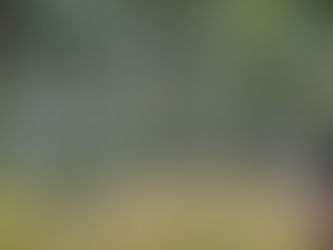 The Haunting Serenity of Craig Road Pet Cemetery in Las Vegas