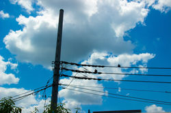電柱と鳥と空