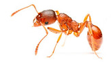 Pharaoh Ant