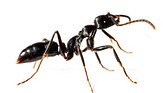 Common ant