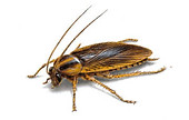 German cockroaches
