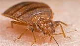 Bed Bugs