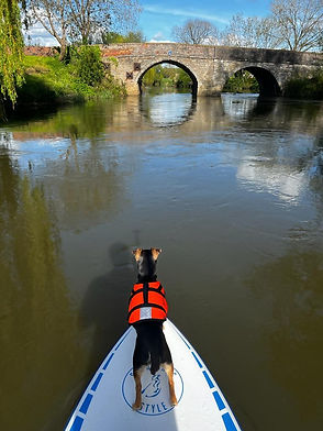 Chilli the dog on a paddle board in a life jacket