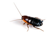 Oriental cockroaches