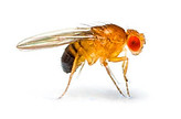 Fruit Fly