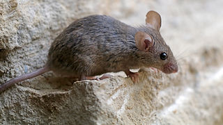 Mouse in house