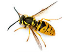 VESPULA VULGARIS