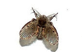 Drain Fly