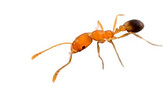 Roger ant
