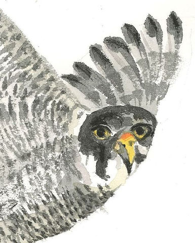 Water color and ink painting of a falcon in flight