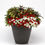 Thumbnail: Hanging Baskets $42.00