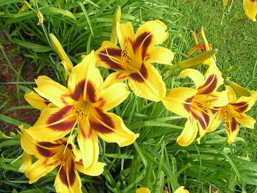 &lsquo;Bonanza&rsquo; Daylily (Hemerocallis) | Dieter Martin