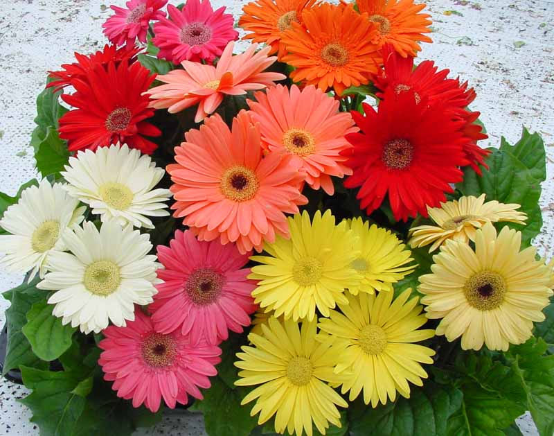 Gerbera Daisy 