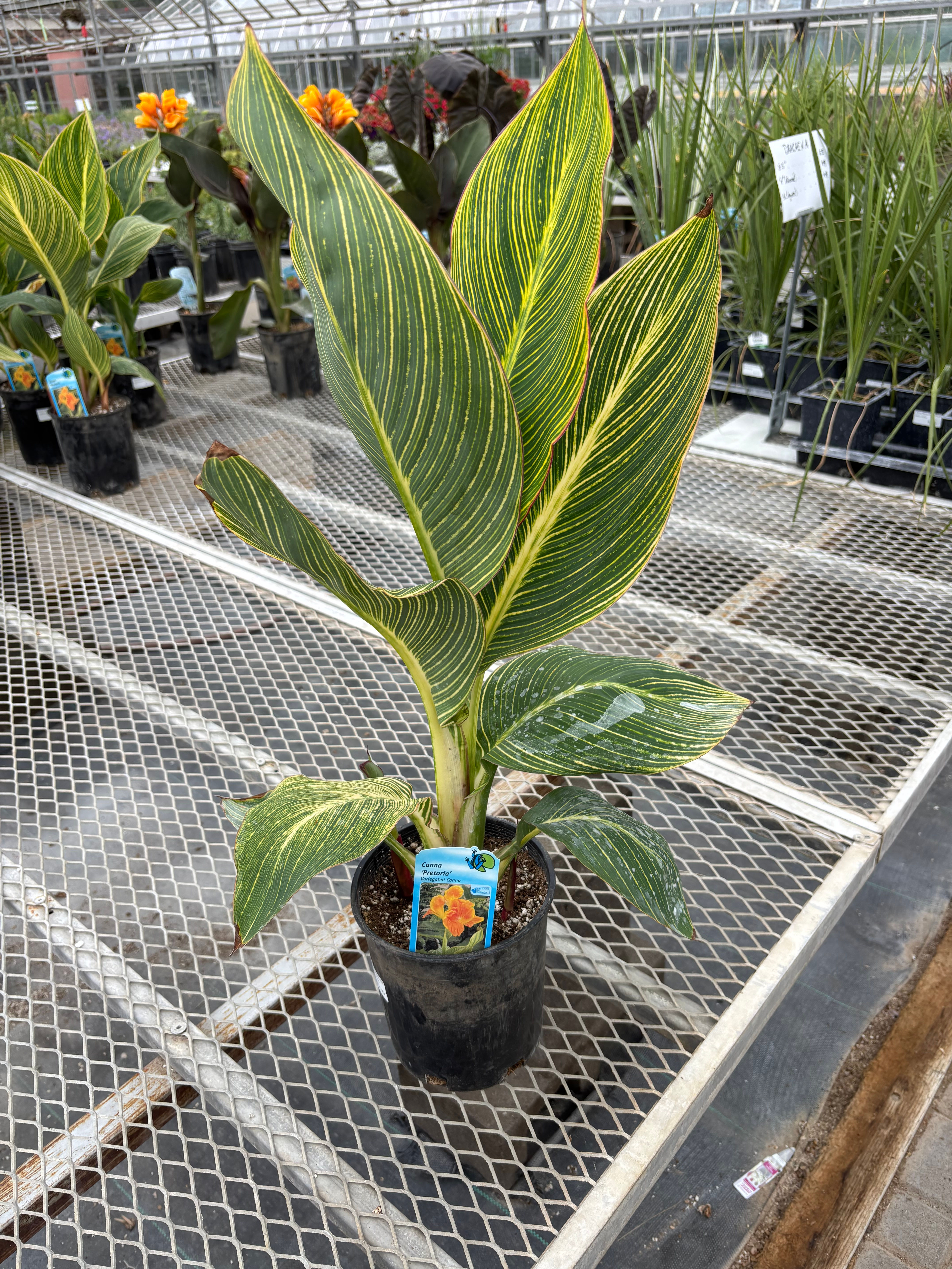 Canna 'Pretoria' Variegated Canna