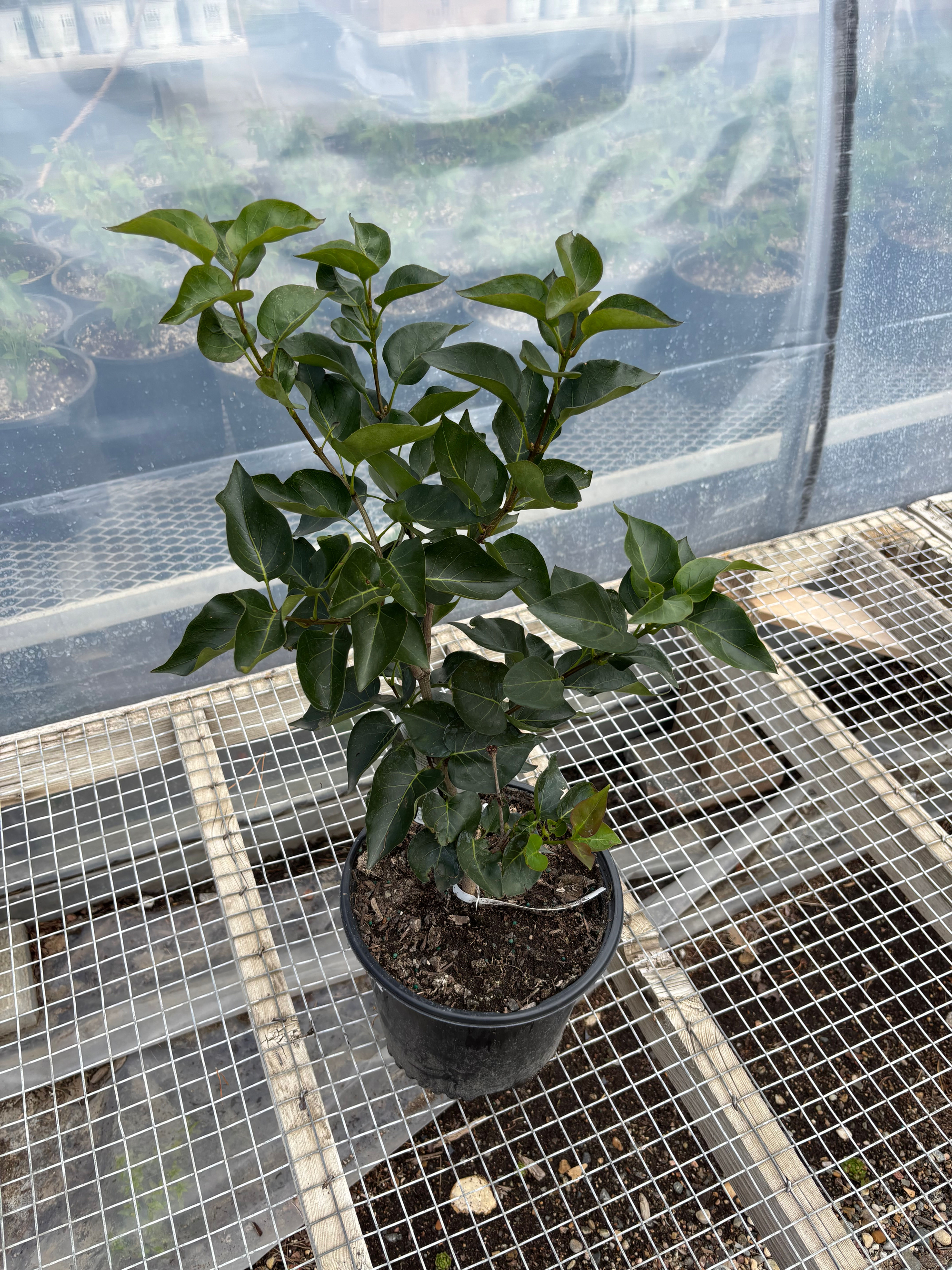 'Pocahontas' Hybrid Lilac