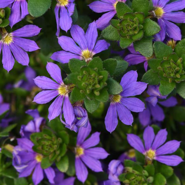 Thumbnail: Scaevola