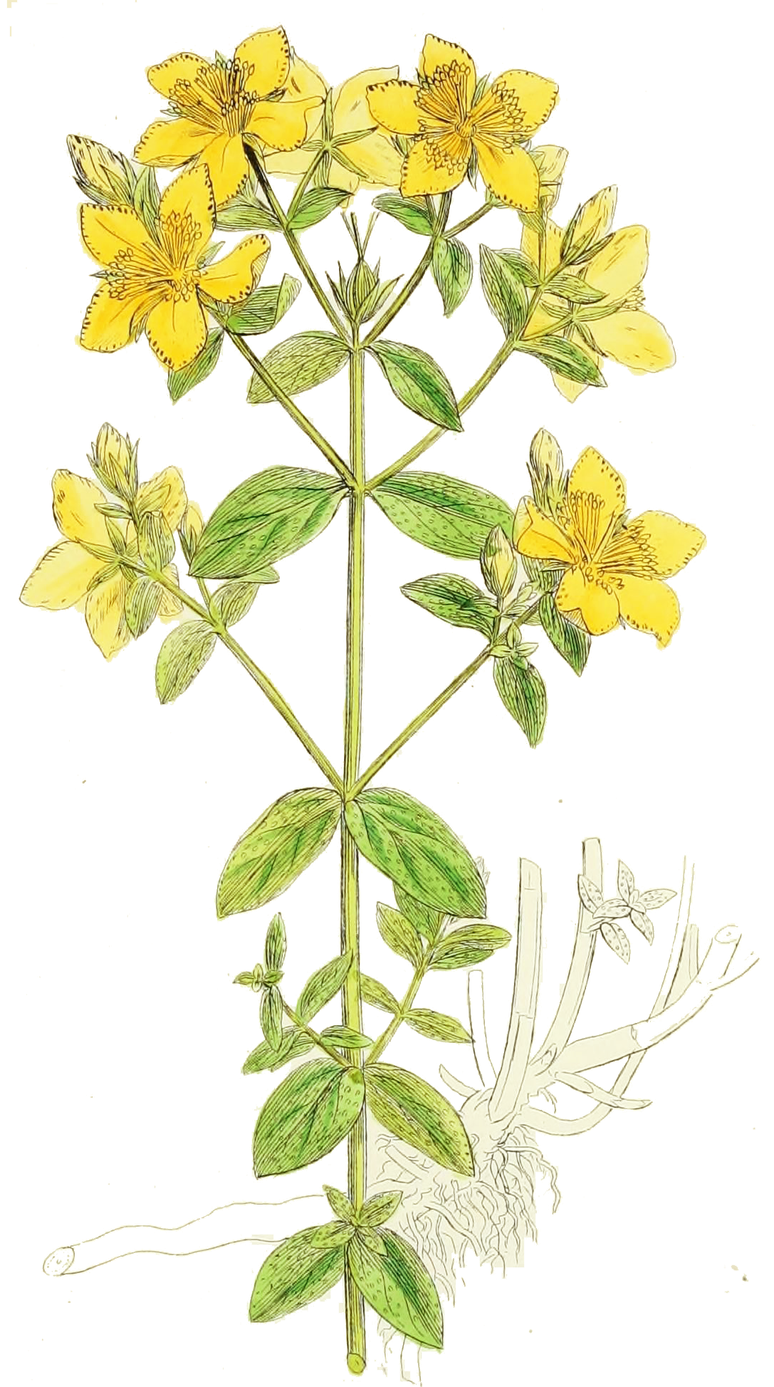 Iperico Il Portatore Di Luce