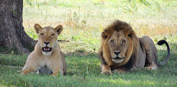 lions-175934_1920.jpg