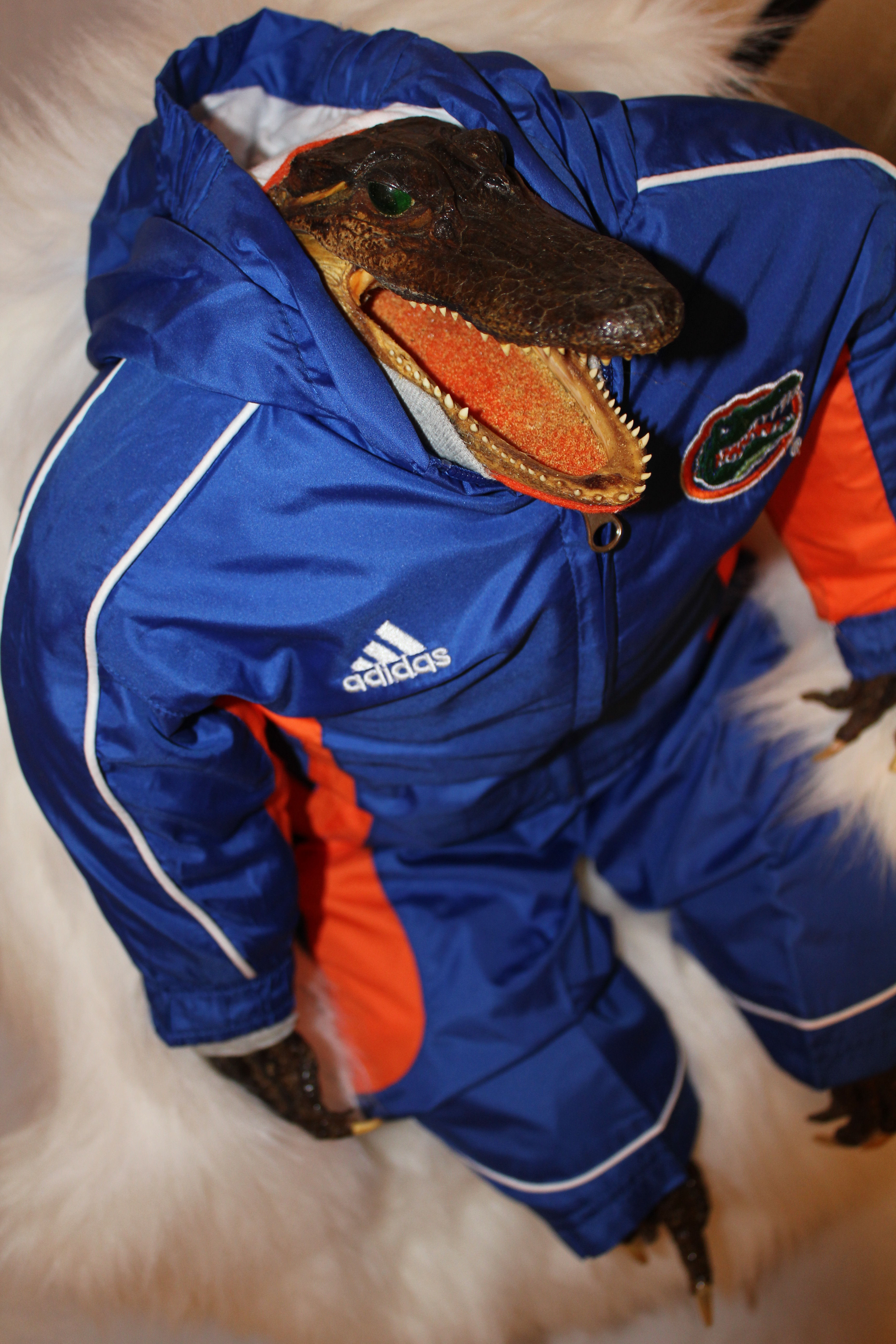 Florida Gator warmup