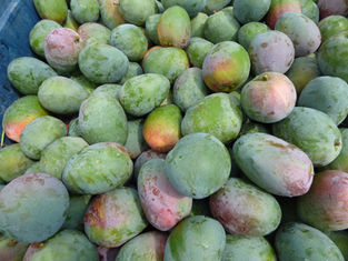 Kapil Group, India - Mango Post-Harvesting Technologies