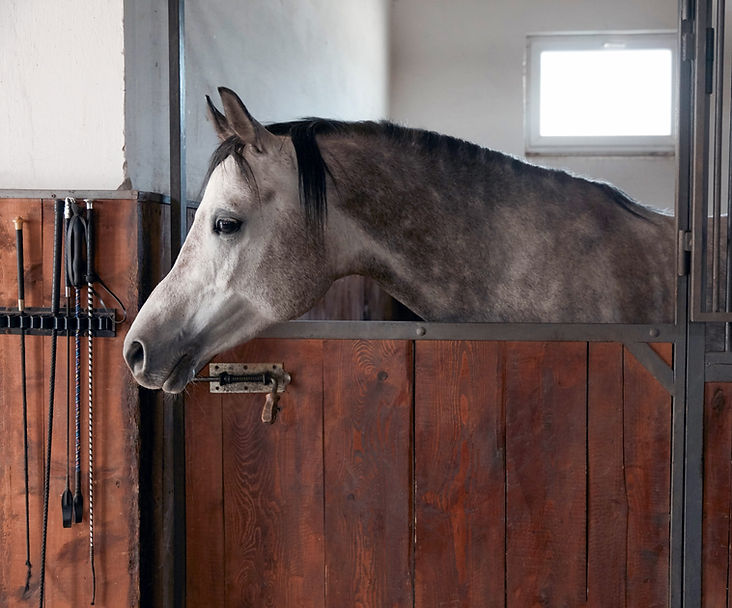 Horse in Stable _edited.jpg