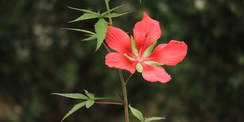 Hibiscus coccineus