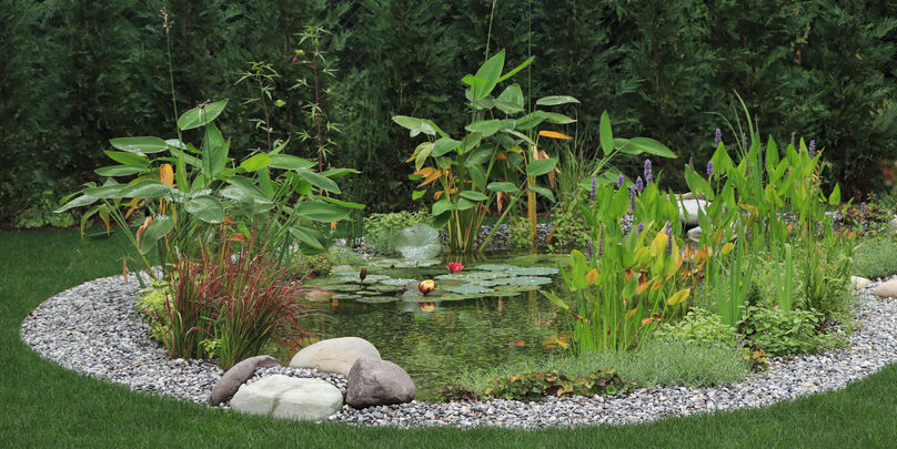 Laghetto ornamentale, vegetazione estiva