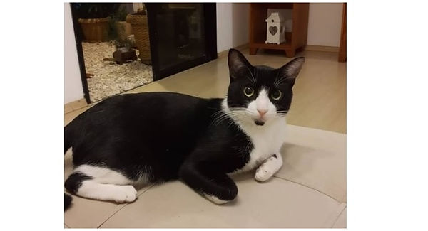 Gato