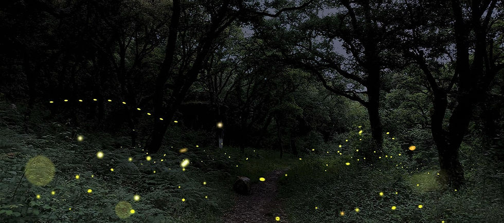 Banner Nos Trilhos dos Pirilampos da Mata de Belas 2.jpg