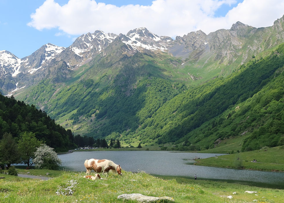 Chevaux au bord du lac d’Estaing près de Cauterets dans les Hautes-Pyrénées