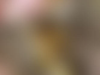 Die Bienen – unsere Sonnenkinder