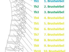 Die Brustwirbel, Thorax