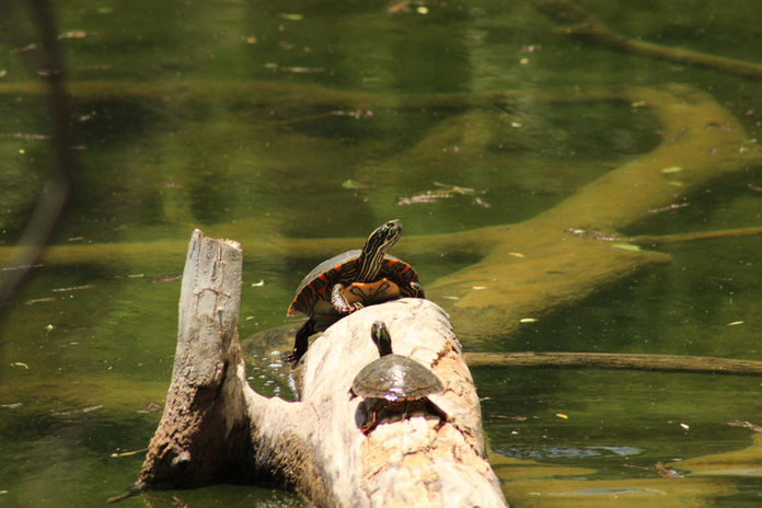 Rio Grande River Cooter - 1.jpg