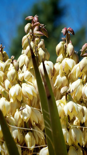 2025 Con Alma Health Foundation Grantees