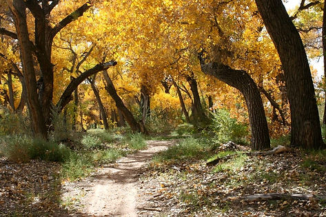 New Mexico Landscape
